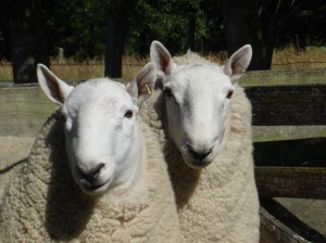 Cheviot rams