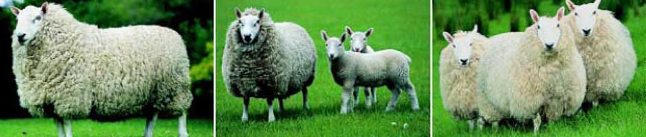 Cheviot Sheep Society of New Zealand Inc.